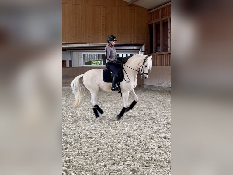 Deutsches Reitpony Wallach 17 Jahre Palomino in Düsseldorf