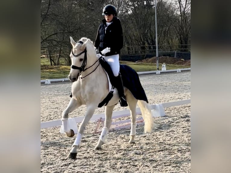 Deutsches Reitpony Wallach 17 Jahre Palomino in Düsseldorf