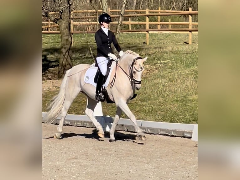 Deutsches Reitpony Wallach 17 Jahre Palomino in Düsseldorf