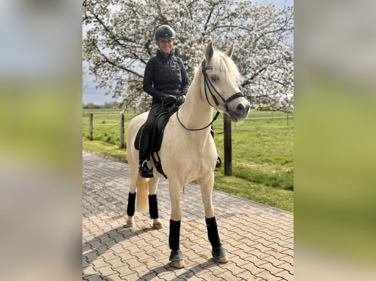 Deutsches Reitpony Wallach 17 Jahre Palomino in Düsseldorf
