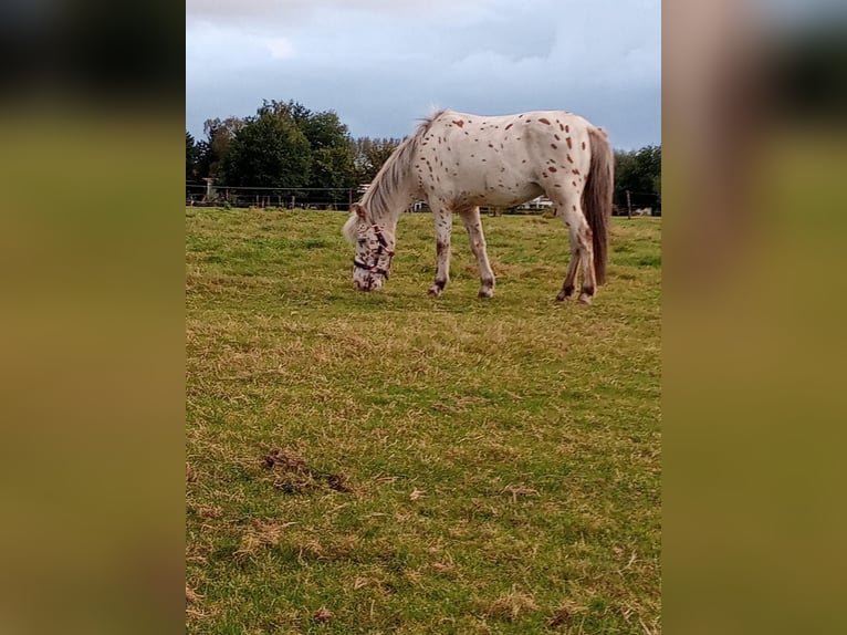 Deutsches Reitpony Mix Wallach 18 Jahre 127 cm Tigerschecke in Londerzeel