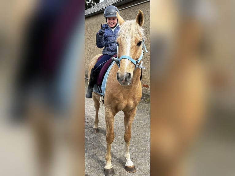 Deutsches Reitpony Wallach 18 Jahre 134 cm Palomino in Oberursel