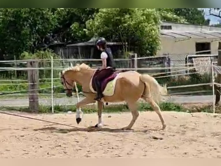 Deutsches Reitpony Wallach 18 Jahre 134 cm Palomino in Oberursel