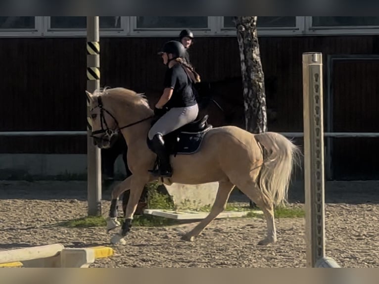 Deutsches Reitpony Wallach 18 Jahre 134 cm Palomino in Oberursel