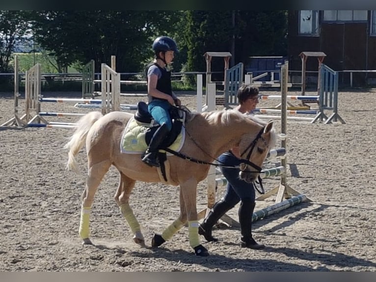 Deutsches Reitpony Wallach 18 Jahre 134 cm Palomino in Oberursel