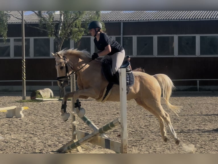 Deutsches Reitpony Wallach 18 Jahre 134 cm Palomino in Oberursel