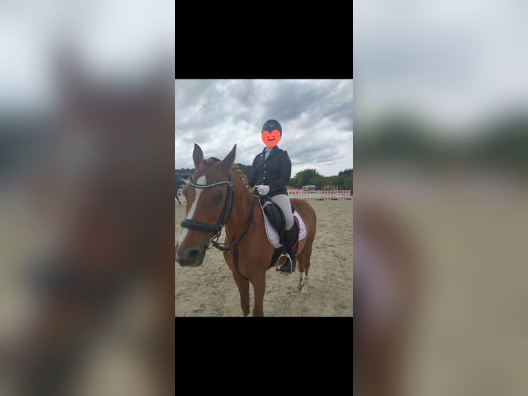 Deutsches Reitpony Wallach 18 Jahre 137 cm Fuchs in Korbach