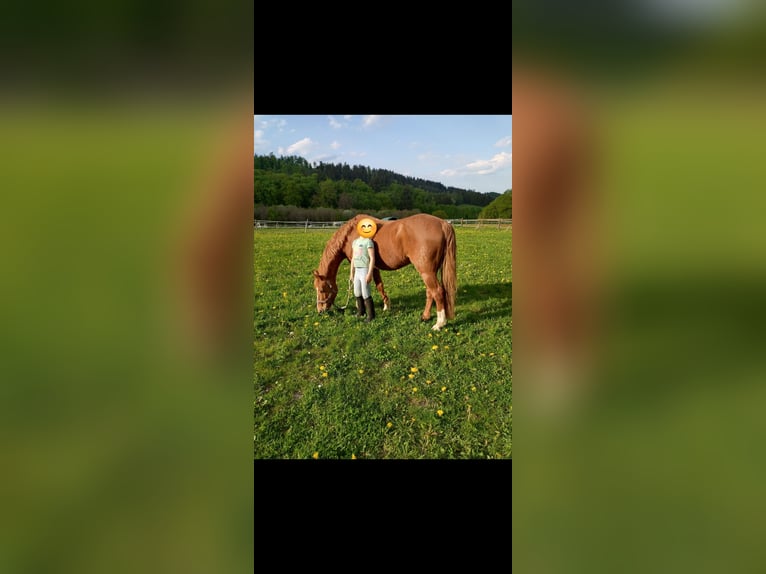 Deutsches Reitpony Wallach 18 Jahre 137 cm Fuchs in Korbach