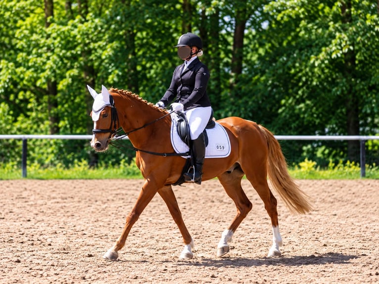Deutsches Reitpony Wallach 18 Jahre 137 cm Fuchs in Korbach