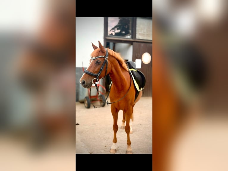 Deutsches Reitpony Wallach 18 Jahre 137 cm Fuchs in Korbach