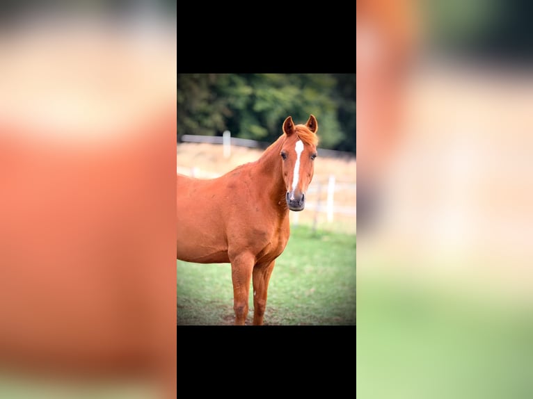 Deutsches Reitpony Wallach 18 Jahre 137 cm Fuchs in Korbach
