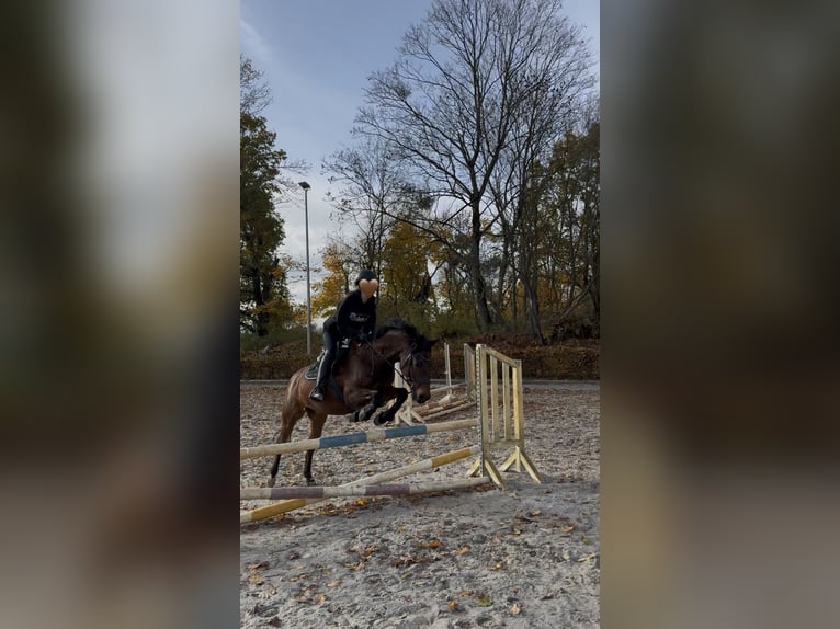 Deutsches Reitpony Wallach 18 Jahre 146 cm Brauner in Müncheberg