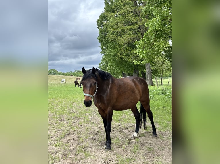 Deutsches Reitpony Wallach 18 Jahre 146 cm Brauner in Müncheberg