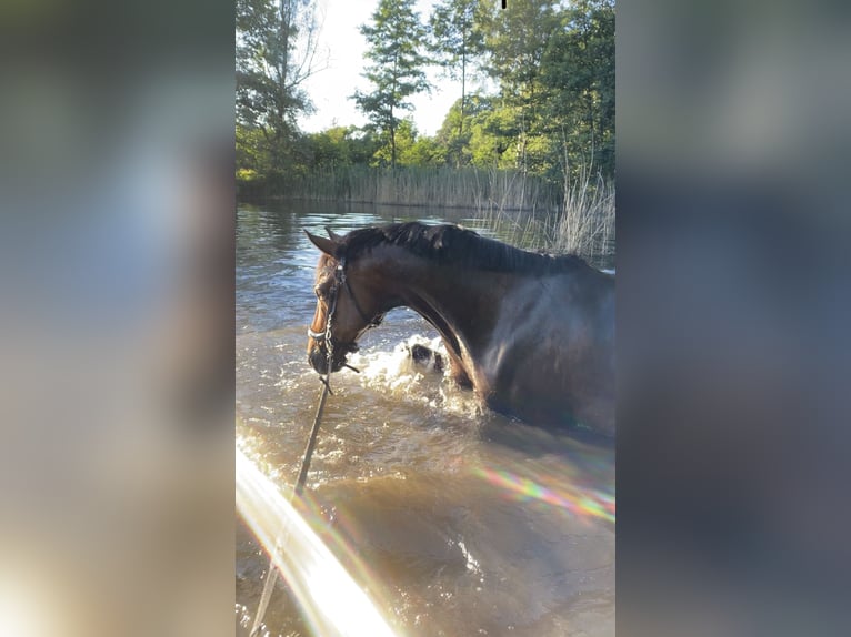 Deutsches Reitpony Wallach 18 Jahre 146 cm Brauner in Müncheberg