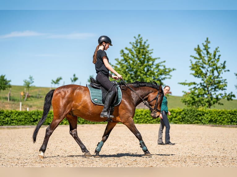 Deutsches Reitpony Wallach 18 Jahre 146 cm Brauner in Müncheberg