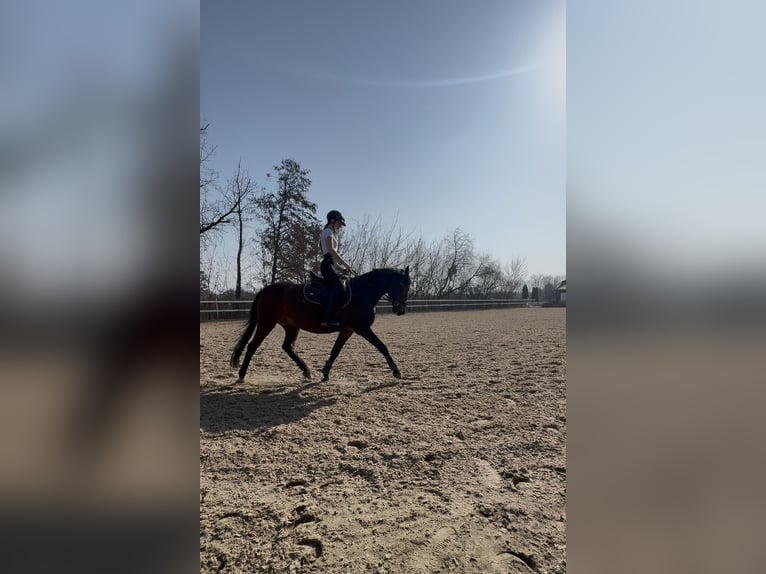Deutsches Reitpony Wallach 18 Jahre 146 cm Brauner in Müncheberg