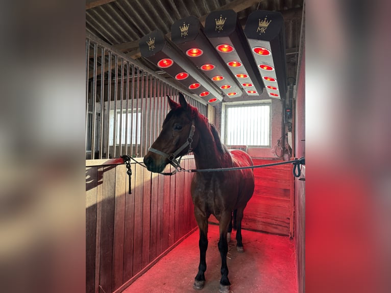 Deutsches Reitpony Wallach 18 Jahre 146 cm Brauner in Müncheberg