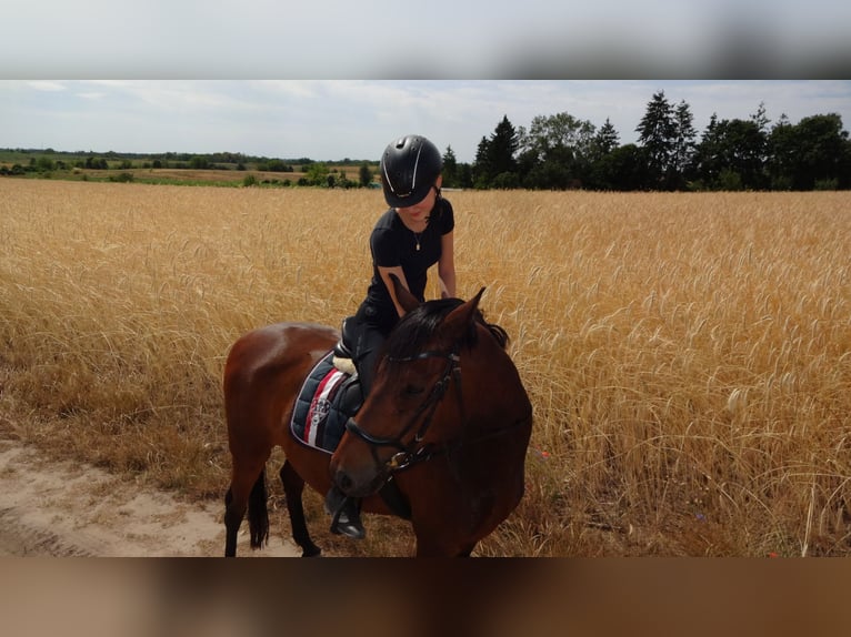 Deutsches Reitpony Wallach 18 Jahre 146 cm Brauner in Müncheberg