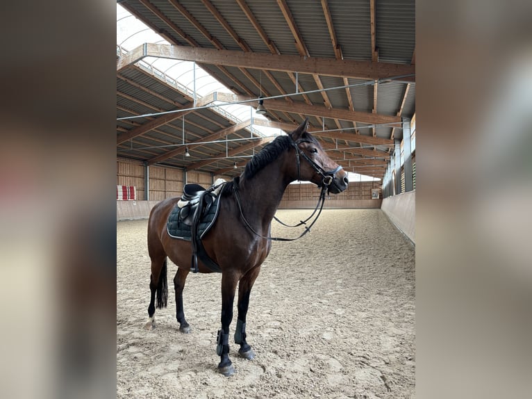 Deutsches Reitpony Wallach 18 Jahre 146 cm Brauner in Müncheberg
