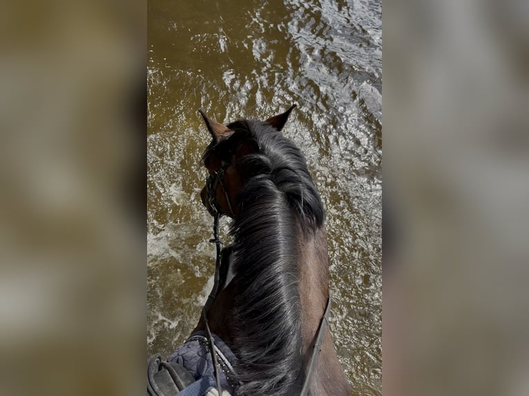 Deutsches Reitpony Wallach 18 Jahre 146 cm Brauner in Müncheberg
