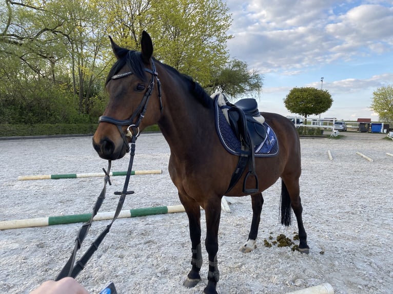 Deutsches Reitpony Wallach 18 Jahre 146 cm Brauner in Müncheberg