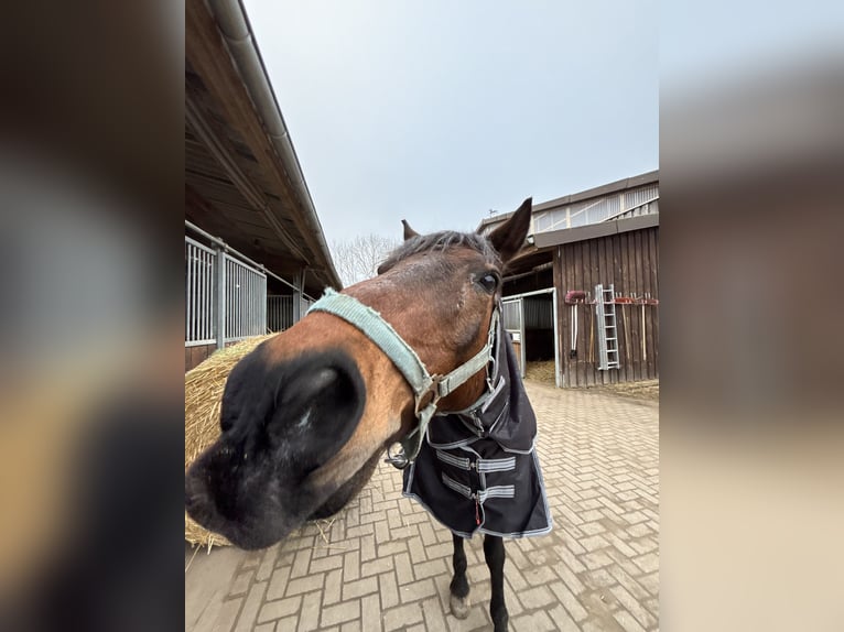 Deutsches Reitpony Wallach 18 Jahre 146 cm Brauner in Müncheberg