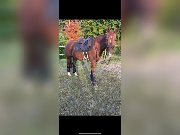 Deutsches Reitpony Wallach 18 Jahre 146 cm Dunkelfuchs in IssumIssum