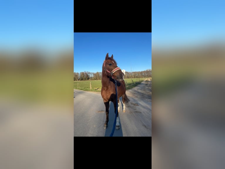 Deutsches Reitpony Wallach 18 Jahre 146 cm Dunkelfuchs in IssumIssum