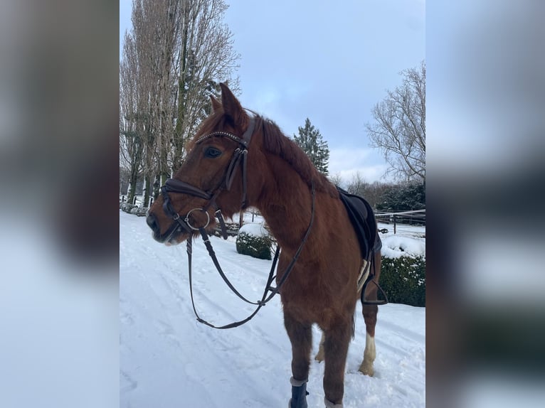 Deutsches Reitpony Wallach 18 Jahre 146 cm Dunkelfuchs in IssumIssum