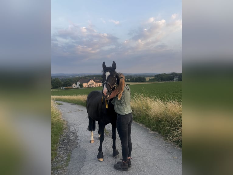 Deutsches Reitpony Wallach 18 Jahre 146 cm Rappe in Holzwickede