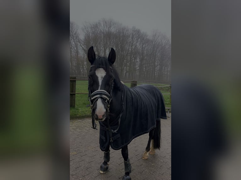 Deutsches Reitpony Wallach 18 Jahre 146 cm Rappe in Holzwickede