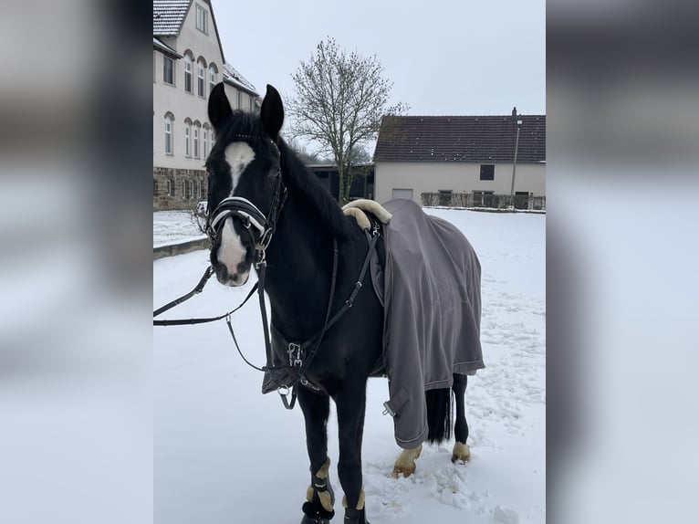 Deutsches Reitpony Wallach 18 Jahre 146 cm Rappe in Holzwickede
