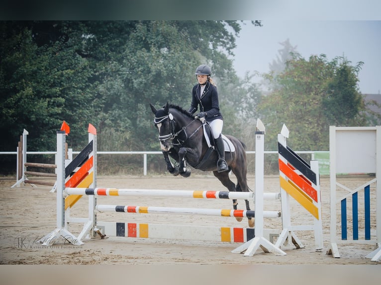 Deutsches Reitpony Wallach 18 Jahre 146 cm Rappe in Holzwickede