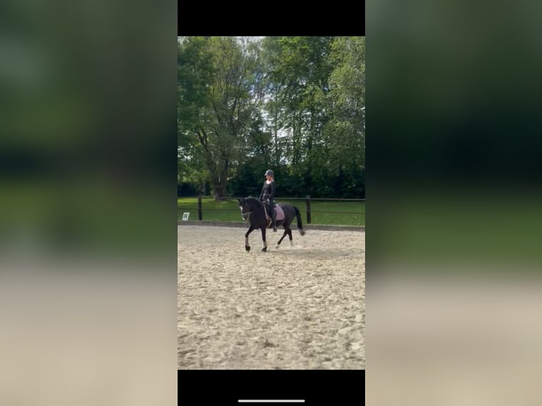 Deutsches Reitpony Wallach 18 Jahre 146 cm Rappe in Holzwickede