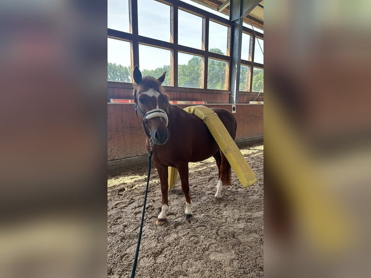 Deutsches Reitpony Wallach 18 Jahre 147 cm Fuchs in Soest