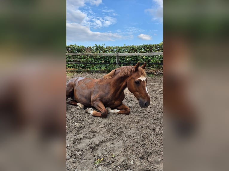 Deutsches Reitpony Wallach 18 Jahre 147 cm Fuchs in Soest
