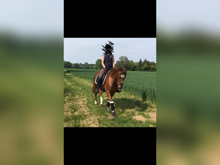Deutsches Reitpony Wallach 18 Jahre 147 cm Fuchs in Soest