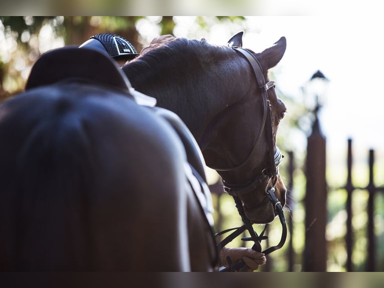 Deutsches Reitpony Wallach 18 Jahre 148 cm Brauner in G&#xF6;ttingen