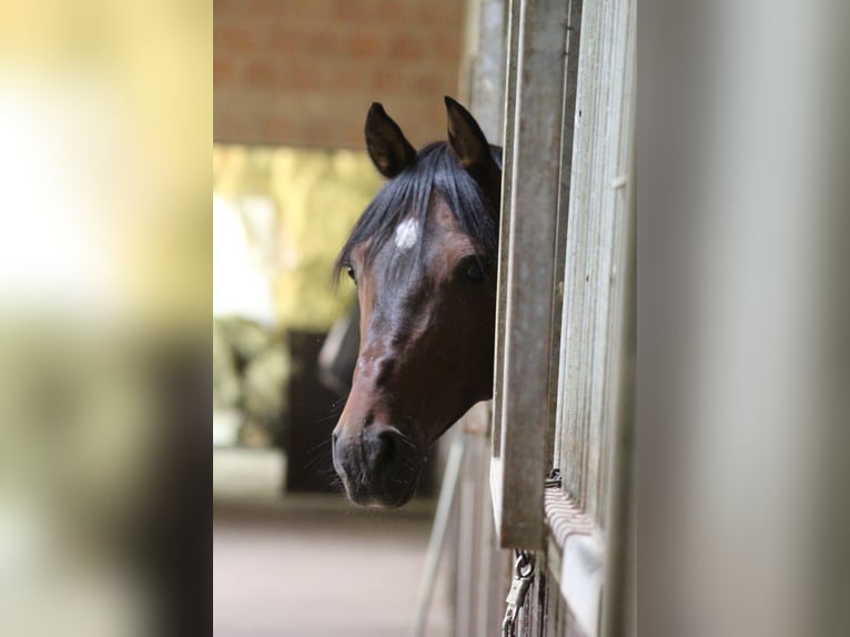 Deutsches Reitpony Wallach 18 Jahre 148 cm Brauner in G&#xF6;ttingen