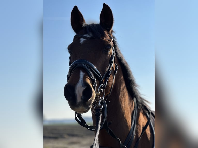 Deutsches Reitpony Wallach 18 Jahre 148 cm Brauner in Senden