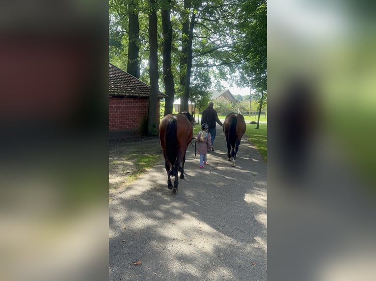 Deutsches Reitpony Wallach 18 Jahre 148 cm Dunkelbrauner in Alfhausen