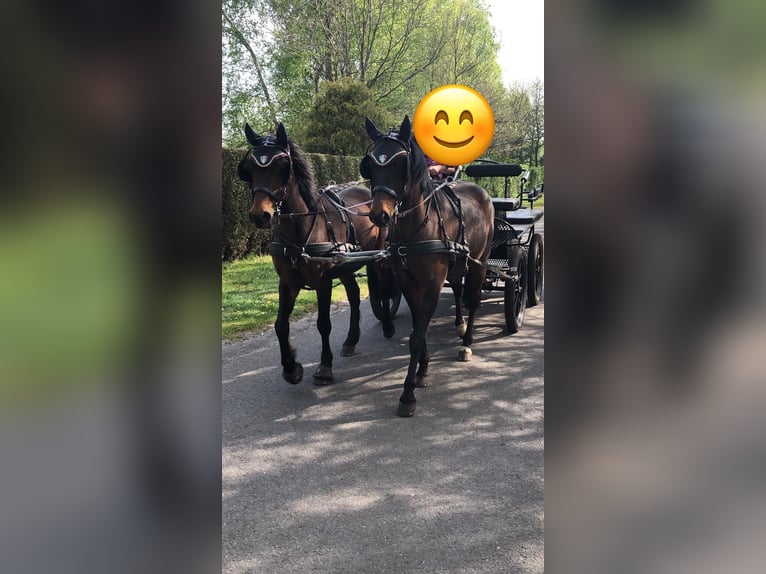 Deutsches Reitpony Wallach 18 Jahre 148 cm Dunkelbrauner in Alfhausen