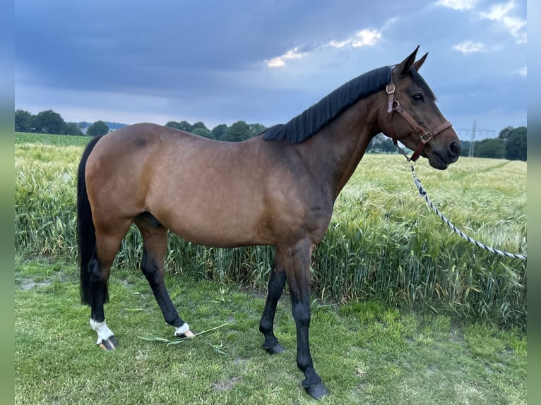 Deutsches Reitpony Wallach 18 Jahre 148 cm Dunkelbrauner in Alfhausen