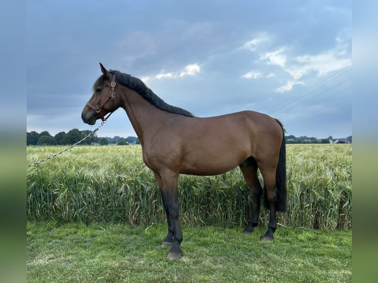 Deutsches Reitpony Wallach 18 Jahre 148 cm Dunkelbrauner in Alfhausen