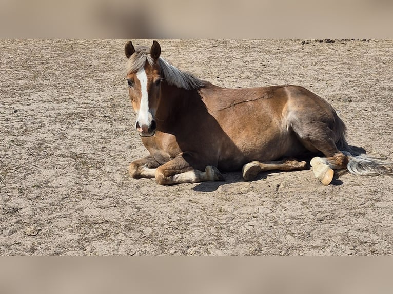 Deutsches Reitpony Wallach 18 Jahre 148 cm Dunkelfuchs in Zeven