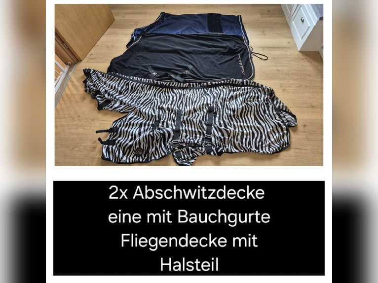 Deutsches Reitpony Wallach 18 Jahre 148 cm Dunkelfuchs in Zeven