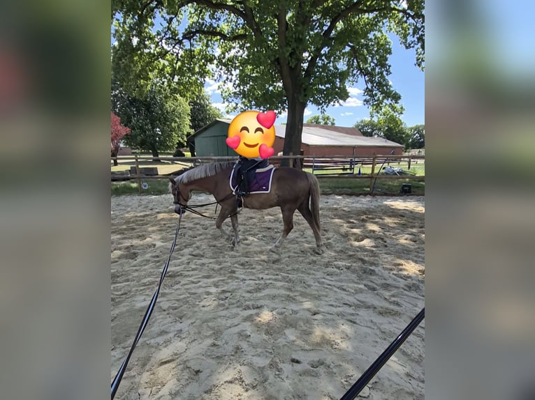 Deutsches Reitpony Wallach 18 Jahre 148 cm Dunkelfuchs in Zeven
