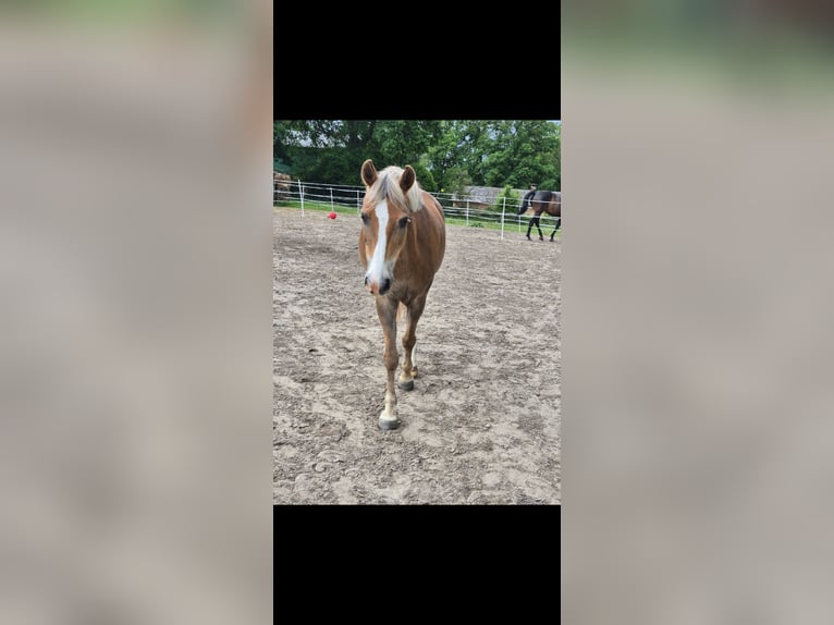 Deutsches Reitpony Wallach 18 Jahre 148 cm Dunkelfuchs in Zeven