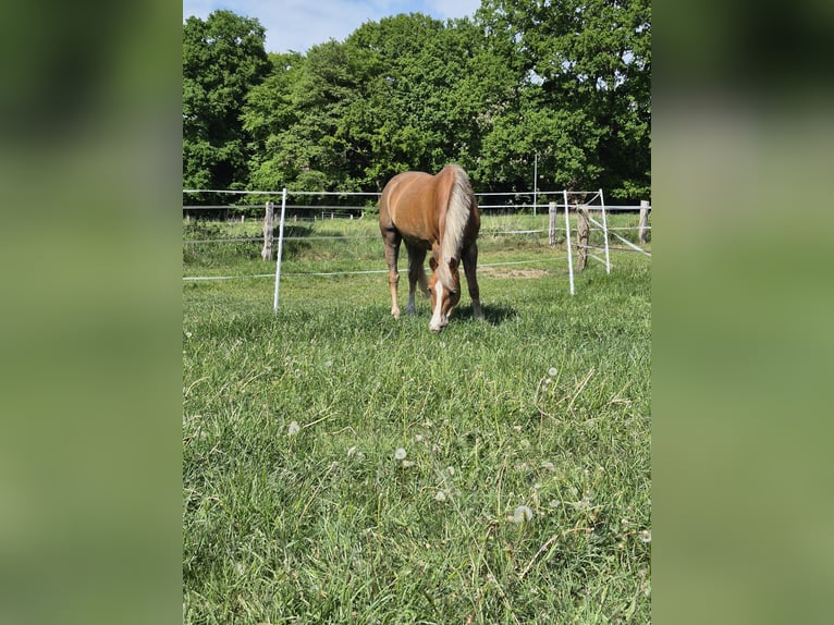 Deutsches Reitpony Wallach 18 Jahre 148 cm Dunkelfuchs in Zeven
