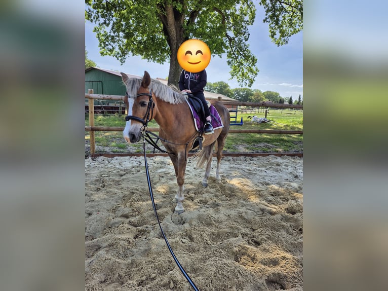 Deutsches Reitpony Wallach 18 Jahre 148 cm Dunkelfuchs in Zeven